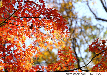 Todoroki Ryokuchi Autumn Foliage Kawasaki City, Kanagawa Prefecture 67675513