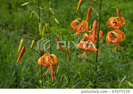 Oniyuri in the field Oniyuri in the field 67675539