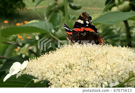 Big black butterfly Monarch walks on plant with Big black butterfly Monarch walks on plant with 67675613