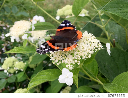 Big black butterfly Monarch walks on plant with 67675655
