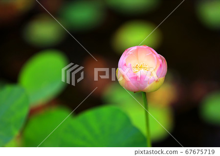滋賀縣綠色空間公園的風景，水生植物的風景[7月] 67675719