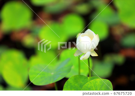 滋賀縣綠色空間公園的風景，水生植物的風景[7月] 67675720