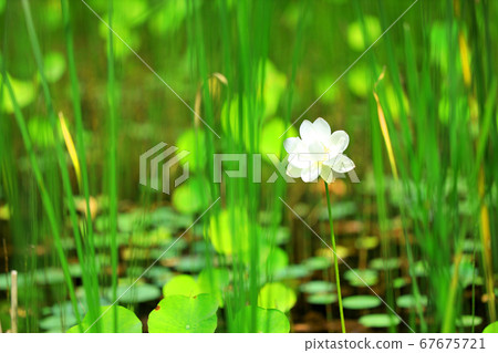 滋賀縣綠色空間公園的風景，水生植物的風景[7月] 67675721