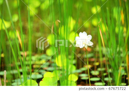 滋賀縣綠色空間公園的風景，水生植物的風景[7月] 67675722
