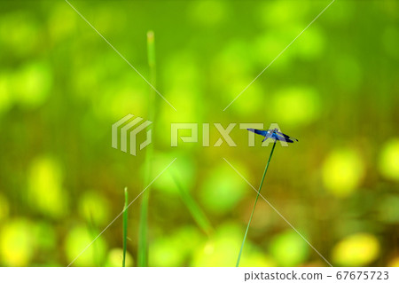 滋賀縣綠色空間公園的風景，水生植物的風景[7月] 67675723