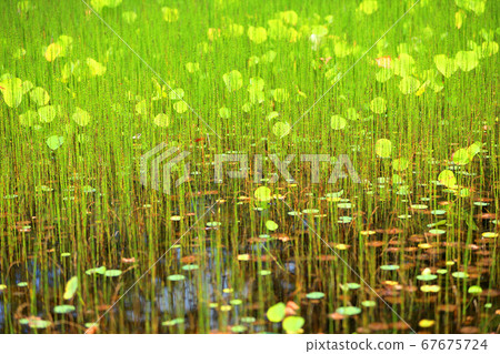 滋賀縣綠色空間公園的風景，水生植物的風景[7月] 67675724
