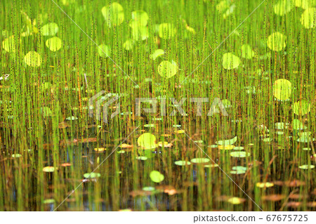 滋賀縣綠色空間公園的風景，水生植物的風景[7月] 67675725