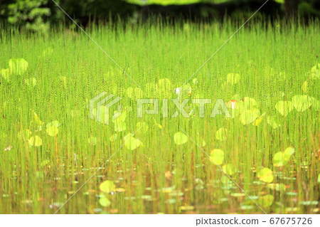 滋賀縣綠色空間公園的風景，水生植物的風景[7月] 67675726