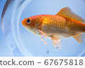 Goldfish in a fishbowl under the midsummer sunshine 67675818
