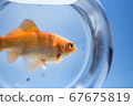 Goldfish in a fishbowl under the midsummer sunshine 2 67675819