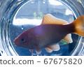 Goldfish looking out from inside the room 67675820