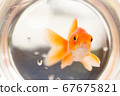 Goldfish looking out of the room 2 67675821