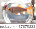 Goldfish looking out of the room 3 67675822