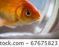 Goldfish looking out of the room 4 67675823