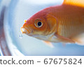 Goldfish looking out of the room 5 67675824