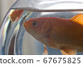 Goldfish looking out of the room 6 67675825