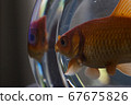 Japanese goldfish 2 raised in a fishbowl 67675826