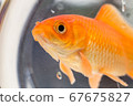 Japanese goldfish bred in a fishbowl 67675827