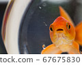 Japanese goldfish 3 raised in a fishbowl 67675830