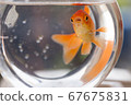 Japanese goldfish 4 raised in a fishbowl 67675831