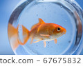 Japanese goldfish 5 kept in a fishbowl 67675832