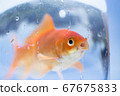 Goldfish bred by Shimo Goldfish on a midsummer day 67675833