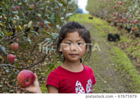 拿著一個蘋果在蘋果庭院里和看照相機的女孩 拿著一個蘋果在蘋果庭院里和看照相機的女孩 67675979