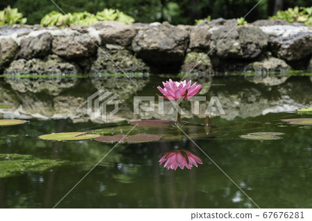花 花 67676281
