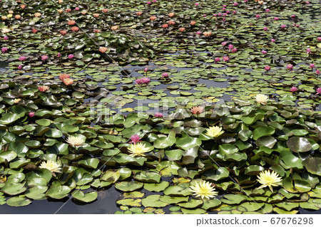 Flower Flower 67676298