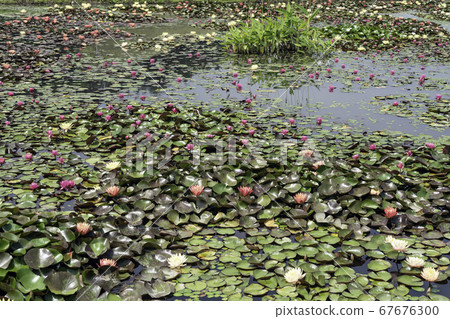 Flower Flower 67676300