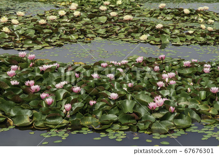 Flower Flower 67676301