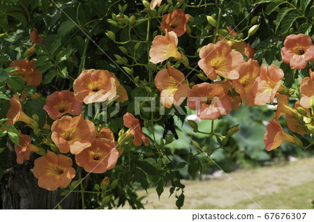 花 花 67676307