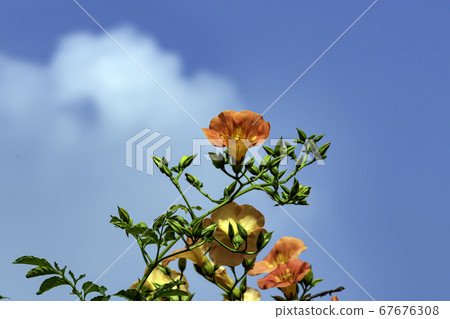 Flower Flower 67676308