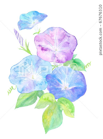 牽牛花和藍天 牽牛花和藍天 67676310