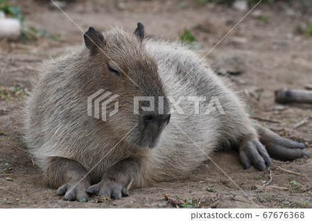 Capybara 139 67676368