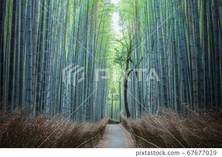 沒有人的嵐山竹林的小路 67677019