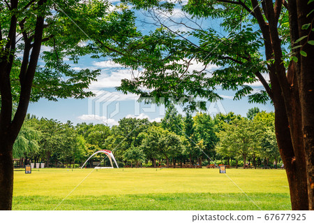 Grass field with green trees at Seoul forest park in Korea 67677925