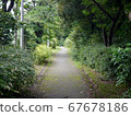 Trees, leaves and paths in nature 67678186