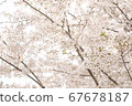 Cherry tree in full bloom  67678187