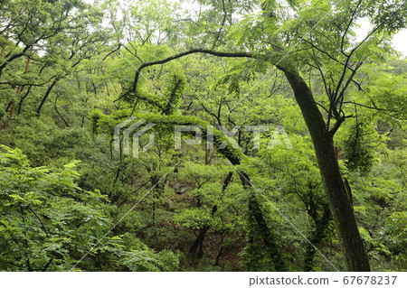 National Park, Bukhansan Mountain, Trail 67678237