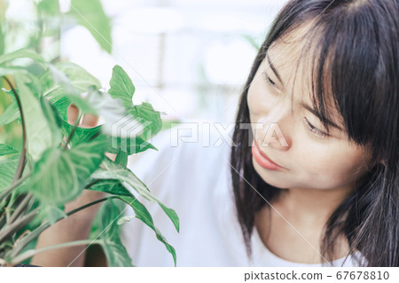Woman hand holding fresh green arrowhead vine 67678810