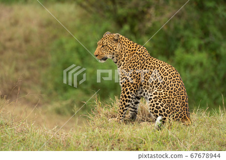 Leopard sits in profile on grassy cliff Leopard sits in profile on grassy cliff 67678944