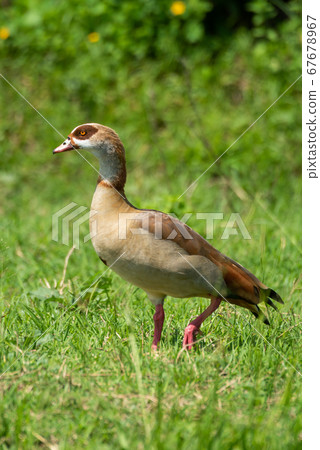 Egyptian goose crosses short grass near bushes Egyptian goose crosses short grass near bushes 67678967