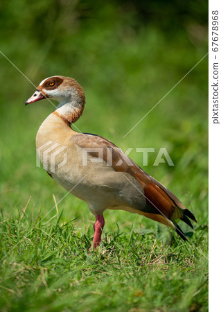Egyptian goose stands on grass near bushes 67678968
