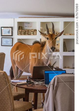 Common eland stands by laptops on table 67678969