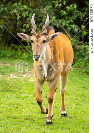 Common eland walks over grass towards camera 67678970