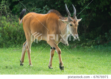 Common eland crosses short grass by bushes Common eland crosses short grass by bushes 67678971