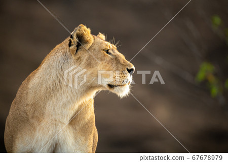 Close-up of lioness staring right with catchlight 67678979