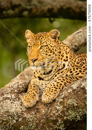 Close-up of leopard resting paws on branch 67679006