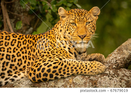 Close-up of leopard on branch eyeing camera 67679019